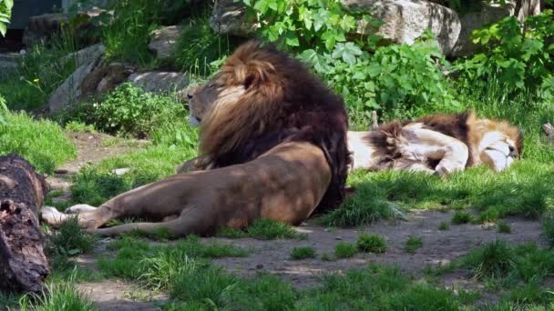 狮子Panthera Leo是黑豹属的四大猫科动物之一 也是猫科动物中的一员 — 图库视频影像