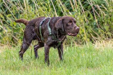 Labrador Retriever, Canis lupus familiaris çim tarlasında. Sağlıklı çikolata rengi labrador retriever Almanya 'da Donauwoerth, Bavyera' da eğleniyor.