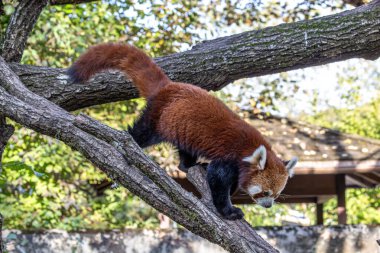 Kırmızı panda, Ailurus fulgens, daha küçük panda ve kırmızı kedi ayı olarak da bilinir..