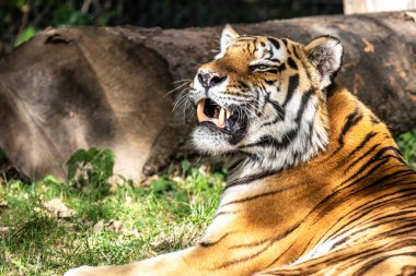 Sibirya kaplanı, Panthera tigris altaica dünyanın en büyük kedisidir.