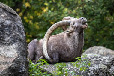 Erkek dağ keçisi - Avrupa Alplerinde yaşayan bir kayanın üzerindeki kapra dağ keçisi