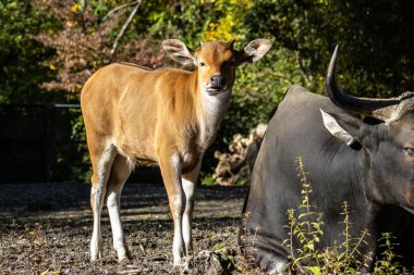 Banteng, Bos javanicus veya Red Bull. Vahşi bir sığır türüdür ama sığır ve bizondan farklı kilit özellikler vardır: hem erkek hem de dişilerde beyaz bir şerit..