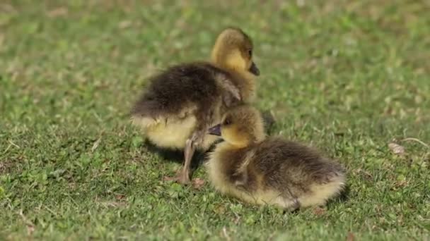 Close Beautiful Yellow Fluffy Greylag Goose Baby Gosling Spring Anser — Vídeo de stock