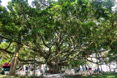 Florianopolis, Brezilya - 29 Aralık 2023: Centenary Figueira in Place XV of November Florianopolis, Santa Catarina, Brezilya. 1871 'de katedralin önünde doğdu.