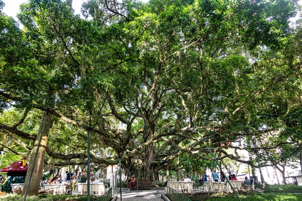 Florianopolis, Brezilya - 29 Aralık 2023: Centenary Figueira in Place XV of November Florianopolis, Santa Catarina, Brezilya. 1871 'de katedralin önünde doğdu.