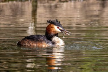 Great Crested Grebe, Podiceps kristali bir balık yakaladı. Güzel turuncu renkli bir kuş, kırmızı gözlü bir su kuşu. Eski Dünya 'da bulunan en büyük aile üyesidir..
