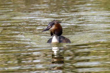 Great Crested Grebe, Podiceps kristali turuncu güzel renklerle, kırmızı gözlü bir su kuşu. Eski Dünya 'da bulunan en büyük aile üyesidir..
