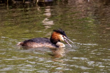 Great Crested Grebe, Podiceps kristali bir balık yakaladı. Güzel turuncu renkli bir kuş, kırmızı gözlü bir su kuşu. Eski Dünya 'da bulunan en büyük aile üyesidir..