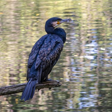 Kuzey yarımküre boyunca büyük siyah karabatak olarak bilinen büyük karabatak, Avustralya 'daki siyah karabatak ve Yeni Zelanda' nın daha güneyindeki siyah karabatak