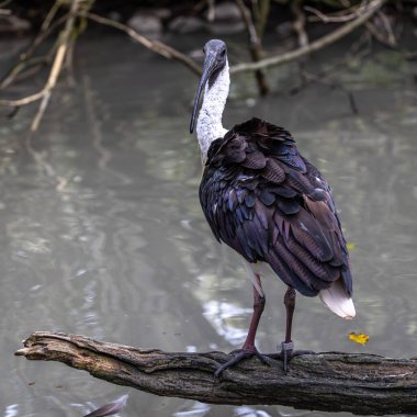 Saman boyunlu Ibis, Threskiornis spinicollis, Threskiornithidae familyasından bir kuş türü..