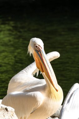 Büyük Beyaz Pelikan (