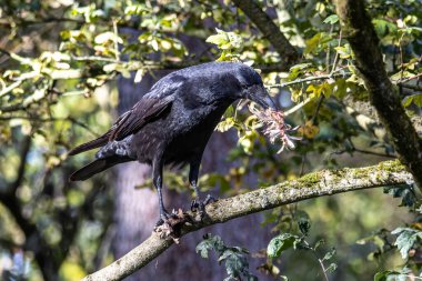 Ortak Kuzgun, Corvus Corax Almanya 'nın Münih kentinde Kleinhesseloher Gölü' nde sonbahar renklerinde küçük bir kuş yiyor.