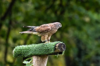 Falco tinnunculus, atmacagiller (Falconidae) familyasından bir kuş türü..
