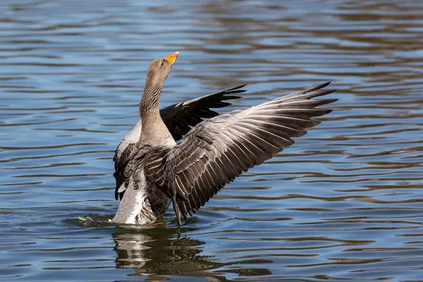 The greylag goose spreading its wings on water. Anser anser is a species of large goose in the waterfowl family Anatidae and the type species of the genus Anser.
