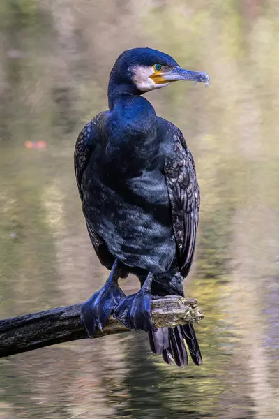 Kuzey yarımküre boyunca büyük siyah karabatak olarak bilinen büyük karabatak, Avustralya 'daki siyah karabatak ve Yeni Zelanda' nın daha güneyindeki siyah karabatak