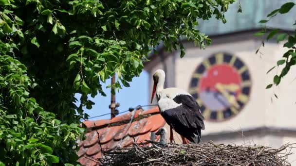 White Stork Ciconia Ciconia Маленькими Дітьми Гнізді Еттінґені Швабії Баварії — стокове відео