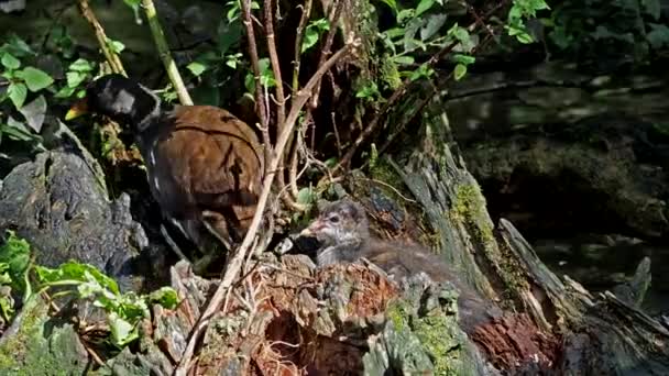 태어난 공작갈린 클로로 포스는 닭으로 도알려져 있으며 의물에서 헤엄치는 일반적 — 비디오