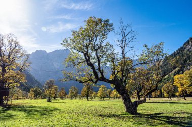 Ahornboden 'daki akçaağaç ağaçlarının sonbahar manzarası, Karwendel dağları, Tyrol, Avusturya