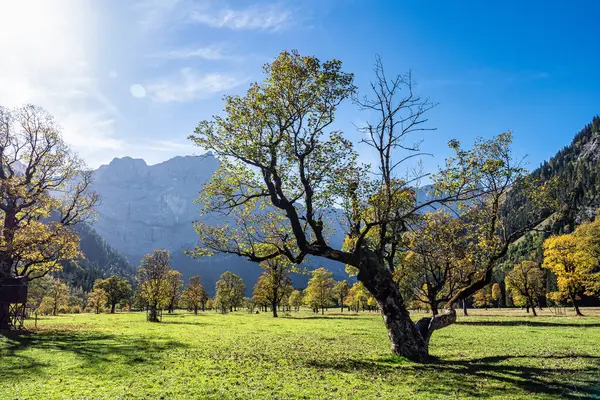 Ahornboden 'daki akçaağaç ağaçlarının sonbahar manzarası, Karwendel dağları, Tyrol, Avusturya