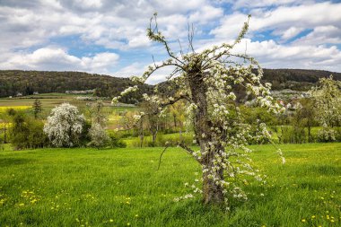 Franconian İsviçre 'de Pretzfeld, Almanya' da tepelerde kiraz çiçeği. Meyve konyağı ve meyve suyu için ünlü bir bölge. Batı Avrupa 'nın kiraz ağaçları için en büyük tarım alanlarından biri..