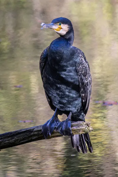 Kuzey yarımküre boyunca büyük siyah karabatak olarak bilinen büyük karabatak, Avustralya 'daki siyah karabatak ve Yeni Zelanda' nın daha güneyindeki siyah karabatak