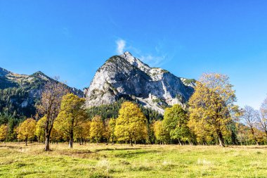 Ahornboden 'daki akçaağaç ağaçlarının sonbahar manzarası, Karwendel dağları, Tyrol, Avusturya