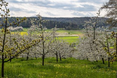 Franconian İsviçre 'de Pretzfeld, Almanya' da tepelerde kiraz çiçeği. Meyve konyağı ve meyve suyu için ünlü bir bölge. Batı Avrupa 'nın kiraz ağaçları için en büyük tarım alanlarından biri..