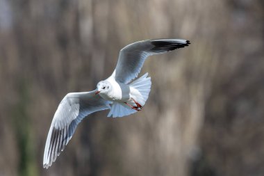 Larus Argentatus, Avrupa 'nın batısındaki tüm martılar arasında en çok bilinen martılardan biri olan büyük bir martıdır. Burada havada uçuyor..
