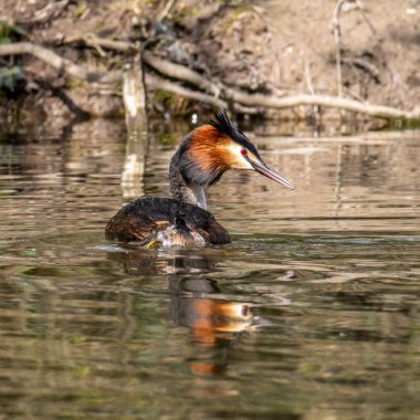 Great Crested Grebe, Podiceps kristali turuncu güzel renklerle, kırmızı gözlü bir su kuşu. Eski Dünya 'da bulunan en büyük aile üyesidir..