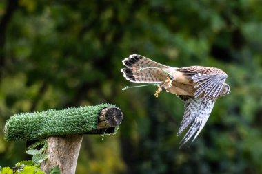 Falco tinnunculus, atmacagiller (Falconidae) familyasından bir kuş türü..