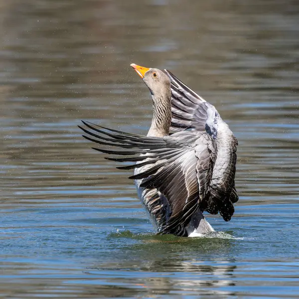 The greylag goose spreading its wings on water. Anser anser is a species of large goose in the waterfowl family Anatidae and the type species of the genus Anser.