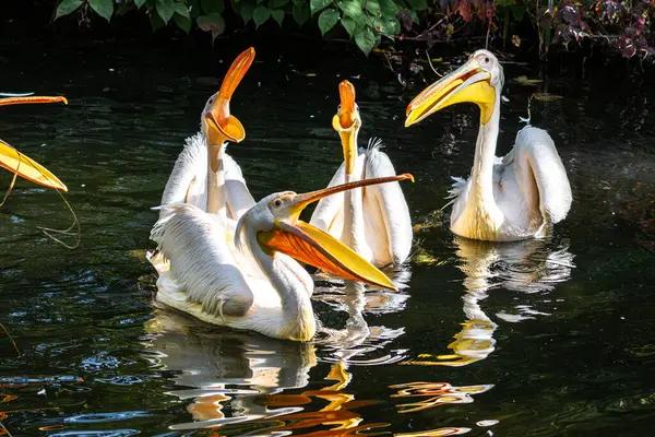Pelican Putih Besar Pelecanus Onocrotalus Juga Dikenal Sebagai Pelican Kemerahan Stok Gambar