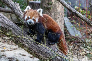 Kırmızı panda, Ailurus fulgens, daha küçük panda ve kırmızı kedi ayı olarak da bilinir..