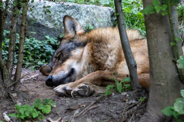 Kurt, gri kurt ya da kereste kurdu olarak da bilinen, Avrasya ve Kuzey Amerika 'nın vahşi ve uzak bölgelerinde yaşayan bir köpek türüdür..