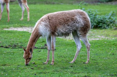 Vicunas, Vicugna Vicugna, And Dağları 'nın yüksek dağlık bölgelerinde yaşayan lama' nın akrabaları.