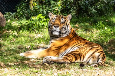 Sibirya kaplanı, Panthera tigris altaica dünyanın en büyük kedisidir.