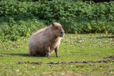 Capybara, Hydrochoerus hydrochaeris Güney Amerika 'da yaşayan bir memelidir. Dünyada yaşayan en büyük kemirgendir..