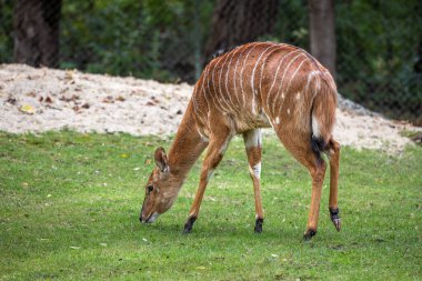 Nyala, Tragelaphus angasii Güney Afrika 'ya özgü spiral boynuzlu bir antiloptur. Bovidae familyasından ve Nyala familyasından, Tragelaphus familyasından bir türdür..