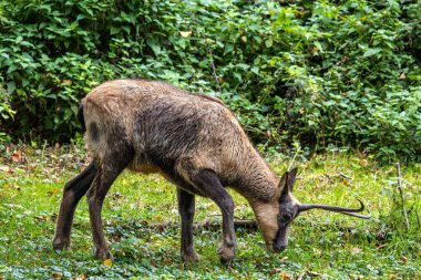 Apennine Chamois, Rupicapra pyrenaica ornata, İtalya 'daki Abruzzo-Lazio-Molise Ulusal Parkı ve İspanya' daki Pireneler 'de yaşamaktadır.