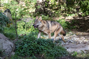 Kurt, gri kurt ya da kereste kurdu olarak da bilinen, Avrasya ve Kuzey Amerika 'nın vahşi ve uzak bölgelerinde yaşayan bir köpek türüdür..
