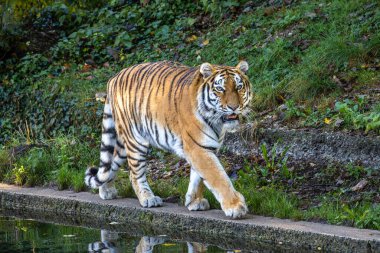 Sibirya kaplanı, Panthera tigris altaica dünyanın en büyük kedisidir.