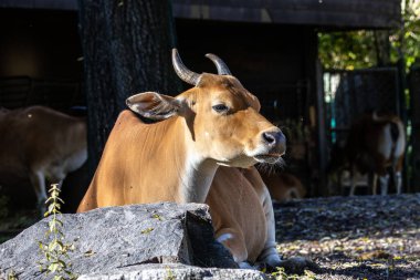 Banteng, Bos javanicus veya Red Bull. Vahşi bir sığır türüdür ama sığır ve bizondan farklı kilit özellikler vardır: hem erkek hem de dişilerde beyaz bir şerit..