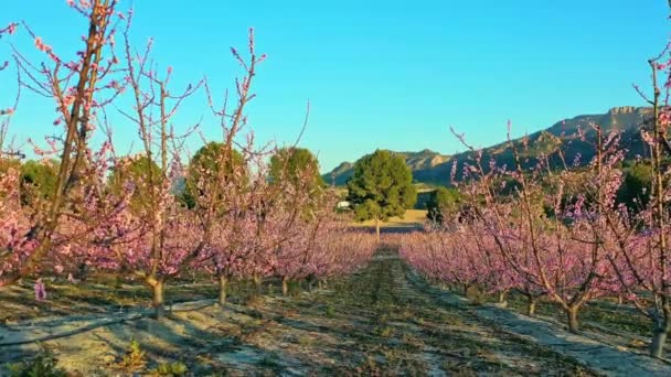 在Cieza Torre的桃花 穆尔西亚地区Cieza桃树开花的录像 李子和油桃树 西班牙 — 图库视频影像