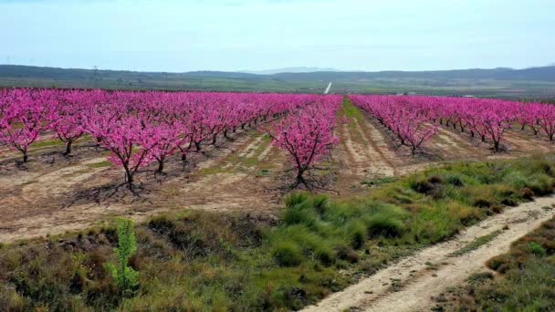 Pfirsichblüte Jumilla Videoaufnahme Einer Blüte Von Pfirsichbäumen Jumilla Der Region — Stockvideo
