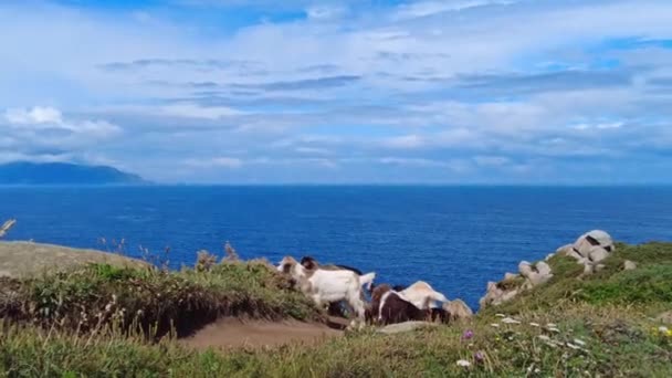 Wild Goats Cliffs Estaca Bares Peninsula Coast Province Coruna Galicia — 图库视频影像