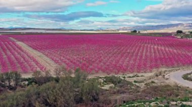 Cieza yakınlarındaki Ascoy 'da şeftali çiçeği. Murcia bölgesindeki Cieza 'da çiçek açan şeftali ağaçlarının videosu. Şeftali, erik ve nektarin ağaçları. İspanya