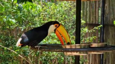 Foz do Iguacu kasabasındaki Toco Toucan, Brezilya, Arjantin ve Paraguay sınırındaki ünlü Iguacu Şelalesi yakınlarında..