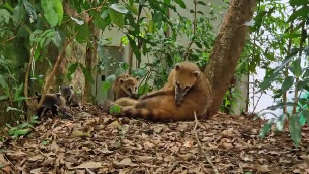 Keluarga Coati Amerika Selatan Coati Berekor Cincin Nasua Nasua Air — Stok Video