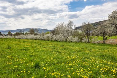 Franconian İsviçre 'de Pretzfeld, Almanya' da tepelerde kiraz çiçeği. Meyve konyağı ve meyve suyu için ünlü bir bölge. Batı Avrupa 'nın kiraz ağaçları için en büyük tarım alanlarından biri..