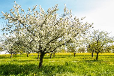 Franconian İsviçre 'de Kalchreuth, Almanya' da tepelerde kiraz çiçeği. Meyve konyağı ve meyve suyu için ünlü bir bölge. Batı Avrupa 'nın kiraz ağaçları için en büyük tarım alanlarından biri.